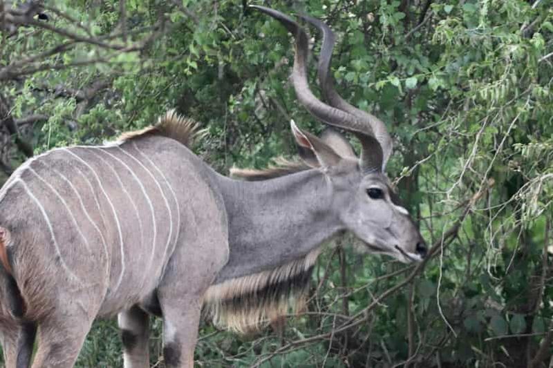 Billet Demi-safari à Dinokeng pour les voyageurs disposant d'un temps limité.