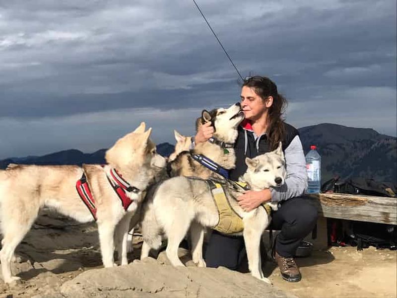 Billet Unterallgäu : Randonnée guidée de Wiedergeltingen avec des huskies