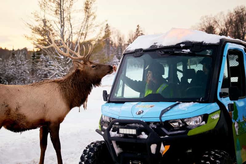Billet Montebello, QC: Parc Omega Guided Animal Feeding in All-Terrain Vehicle