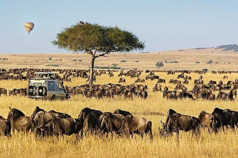 Billet Nairobi : safari d'une journée dans la réserve nationale de Masai Mara