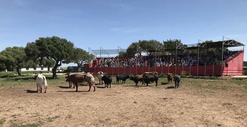 Billet Cadix : Concours de chevaux et taureaux andalous
