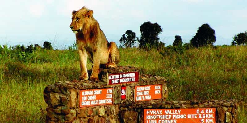 Billet Escale à l'aéroport de Nairobi : visite du parc national de Nairobi avec droits d'entrée