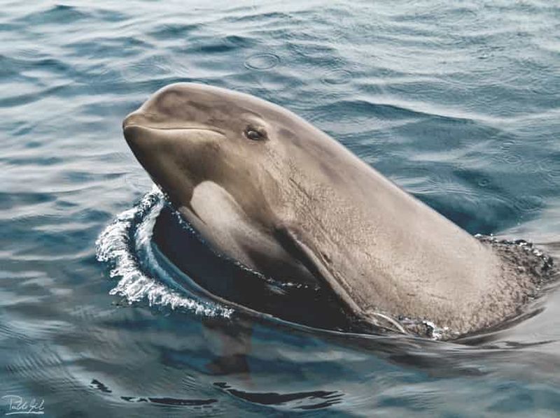 Billet Tarifa : Observation des baleines et des dauphins dans le détroit de Gibraltar