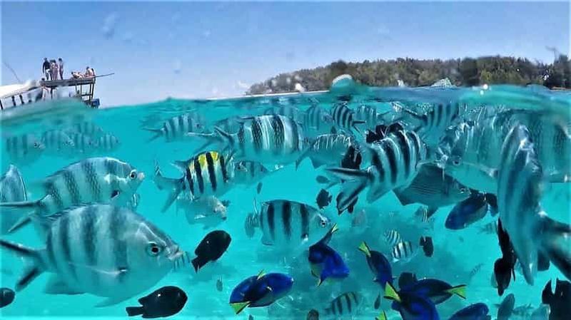 Billet Zanzibar : excursion dauphins et snorkeling à l'île de Mnemba