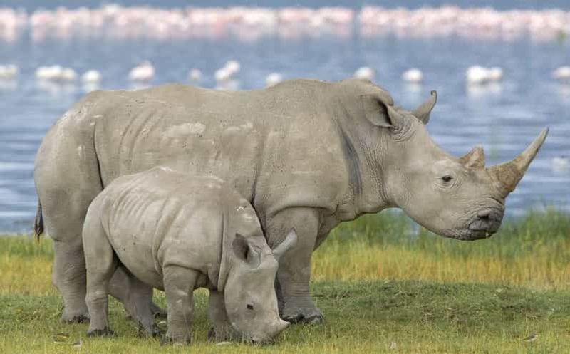 Billet Demi-journée dans la réserve de chasse de Tala et dans le parc safari de Phezulu au départ de Durban
