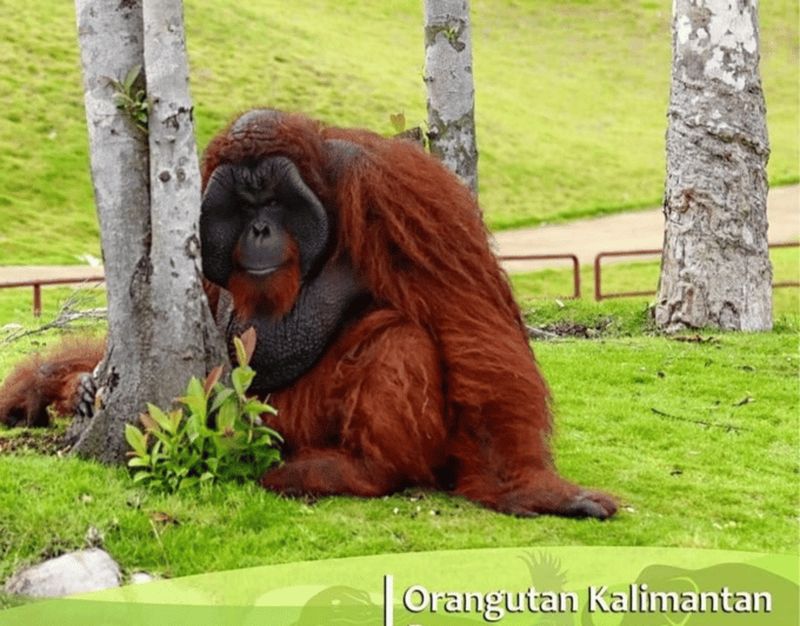 Billet Safari Lagoi & Eco Farm Bintan