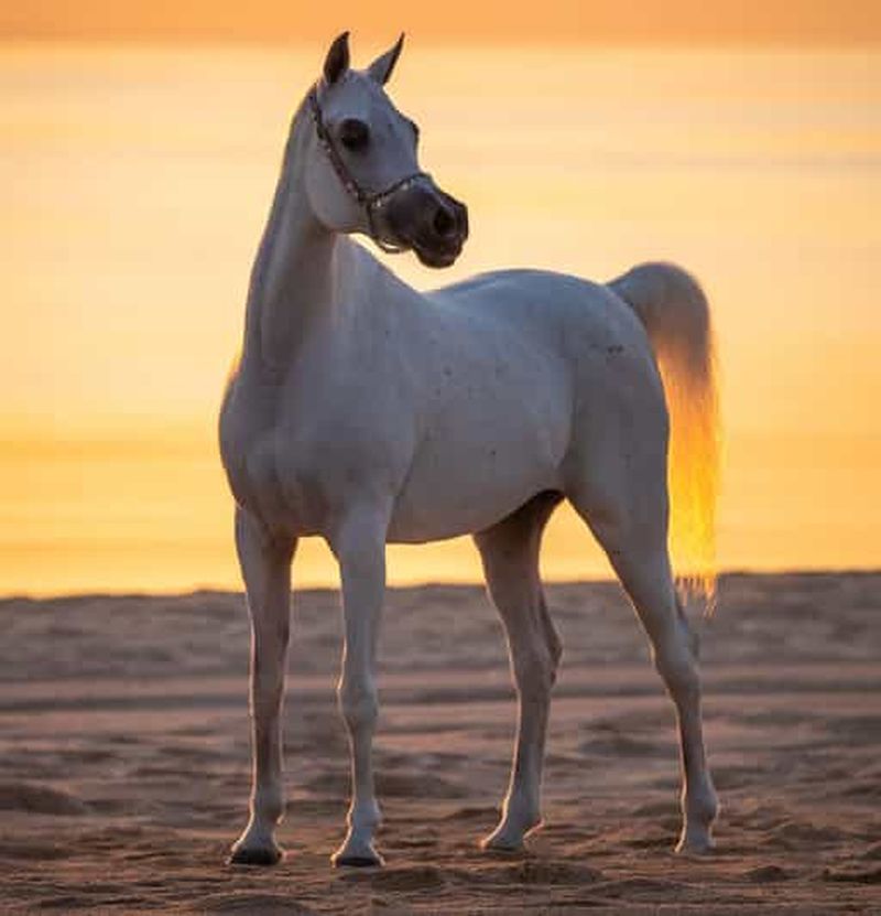 Billet Balade privée à cheval et à dos de chameau dans le désert de Doha