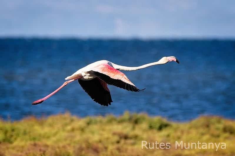 Billet Delta de l'Èbre : observation et photographie d'oiseaux en van