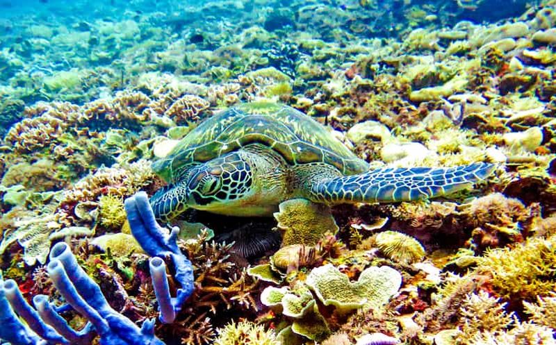 Billet Îles Gili : statue sous-marine, plongée, tortues
