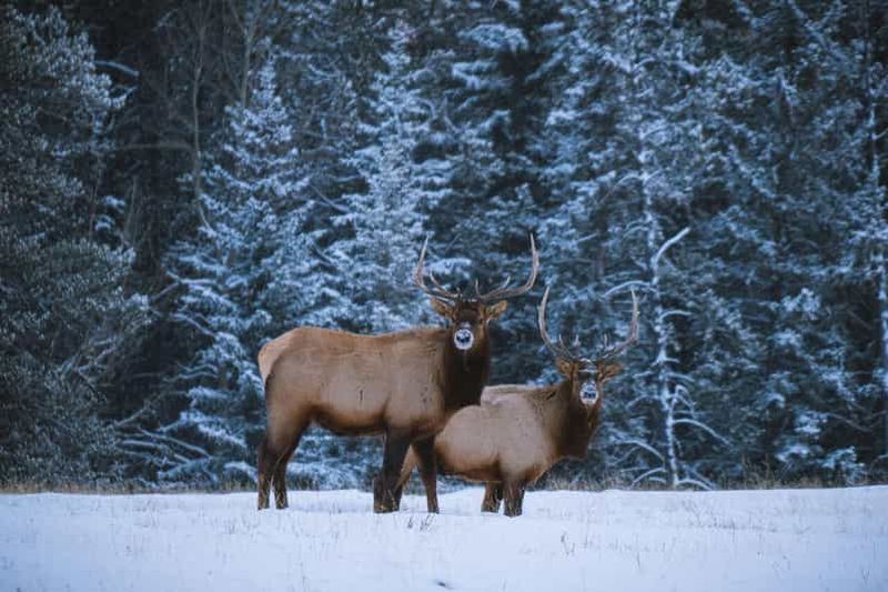 Billet Banff : Randonnée hivernale en pleine nature avec suivi de la faune - 2 heures