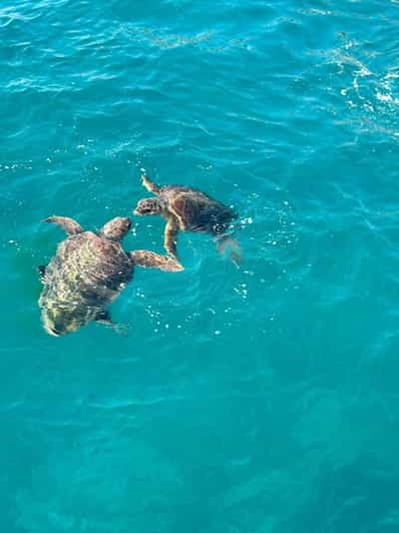 Billet Zakynthos : croisière d'observation des tortues en bateau à fond de verre