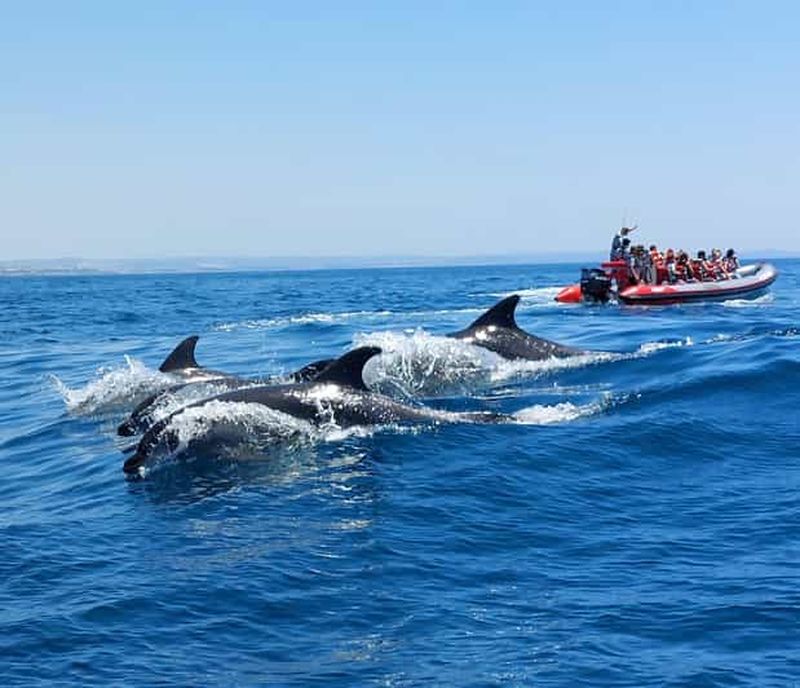 Billet Depuis Albufeira : visite guidée en bateau des grottes de Benagil et des dauphins