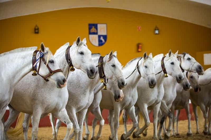 Billet Jerez : visite de la Yeguada de la Cartuja (chevaux chartreux)