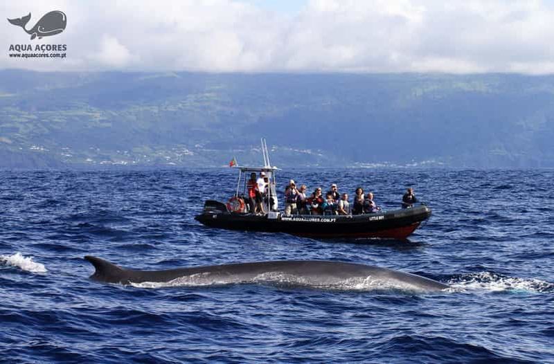Billet Île de Pico: observation des baleines et des dauphins aux Açores sur un bateau Zodiac