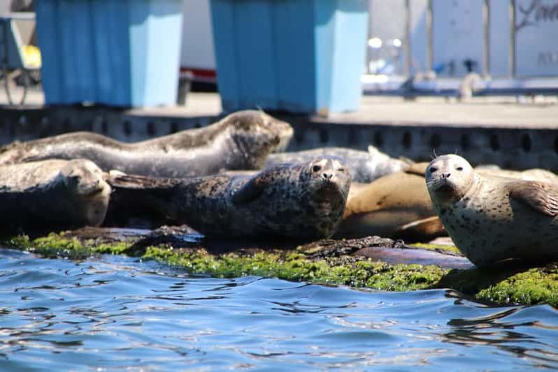 Billet Poulsbo : visite guidée en kayak de Liberty Bay et faune