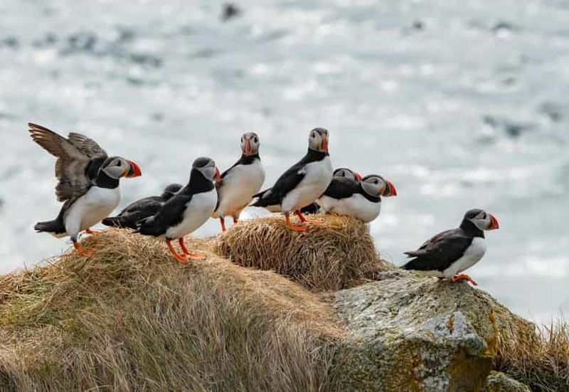 Billet Ísafjörður : observation des macareux et excursion en bateau