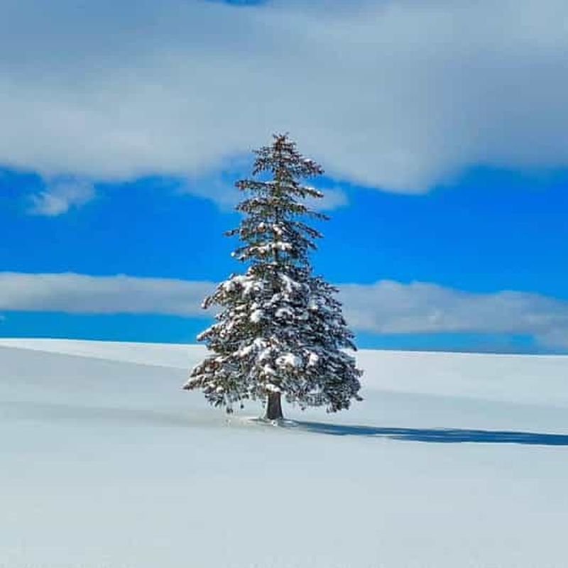 Billet Sapporo : visite privative de Biei et Furano avec source chaude