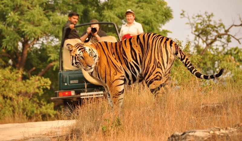 Billet Triangle d'or avec safari à Ranthambore – 7 jours