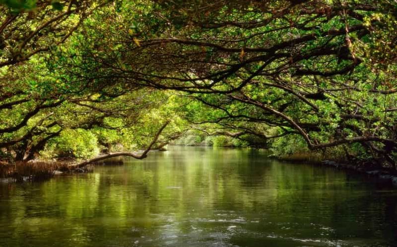 Billet Tainan : Tour en bateau panoramique du tunnel vert de Sicao