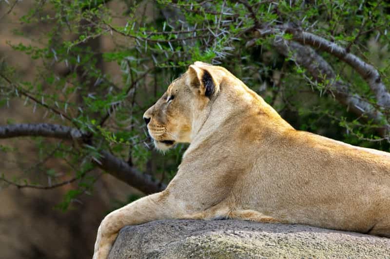 Billet Arusha : Safari de deux jours à Tarangire et dans le cratère du Ngorongoro