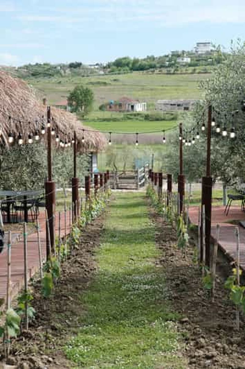 Billet Découvrez les vins albanais, visites quotidiennes au départ de Durres.