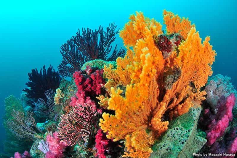 Billet Tokyo : plongée récréative et visite touristique de la péninsule d'Izu