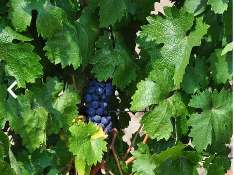 Billet Ankara : visite du domaine viticole de Kavaklıdere et dégustation de vin