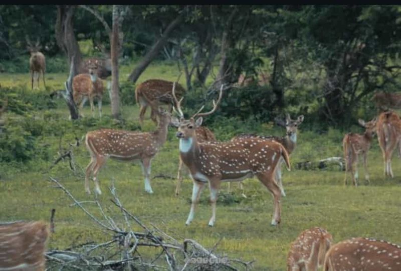 Billet Depuis Galle/Mirissa : visite d’une journée au parc national d’Uda Walawe