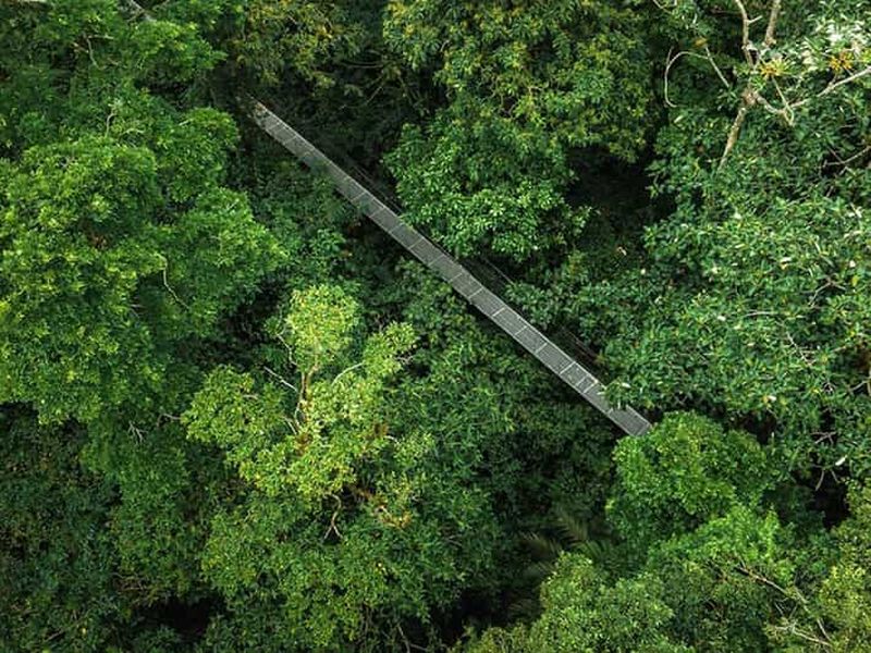 Billet Forêt de nuages de Monteverde : visite à pied, plus de 400 espèces d'oiseaux