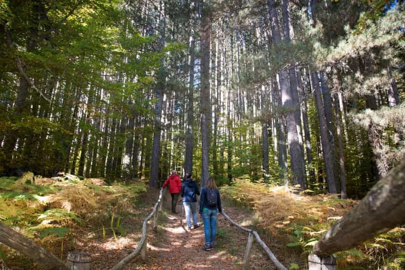Billet Camigliatello : Visite de la Réserve des Géants et Dégustation de Vin