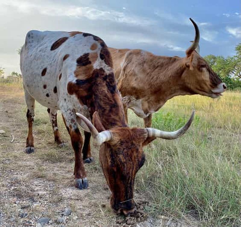 Billet Bandera : Visite d'un ranch avec des Longhorns et des chevaux