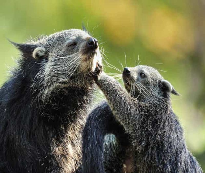 Billet Paris : Zoo de la Ménagerie du Jardin des Plantes Billet d'entrée