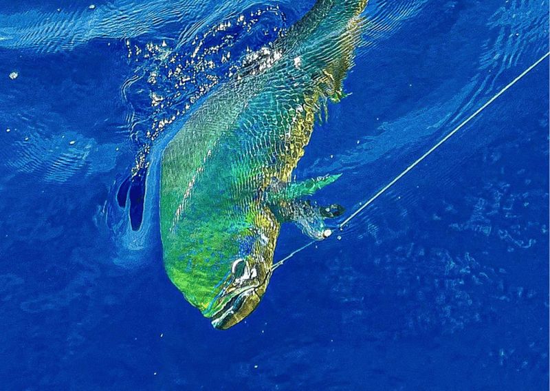 Billet Parc national Marino Ballena : pêche sportive (demi-journée)