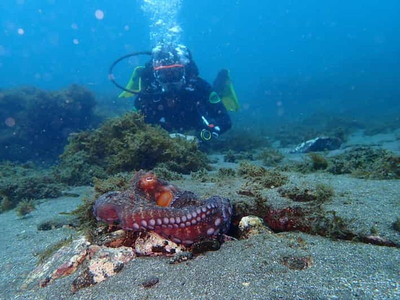 Billet Ma première plongée sous-marine dans l'océan depuis Terceira - Açores