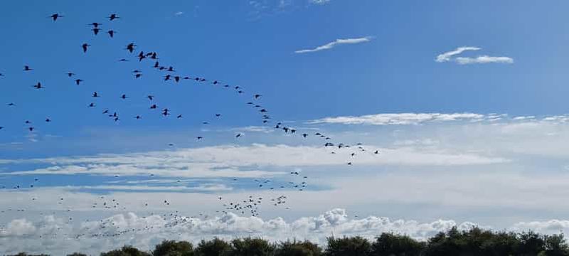 Billet Lisbonne : Tour en bateau pour l'observation des oiseaux dans la réserve naturelle de l'estuaire du Tage