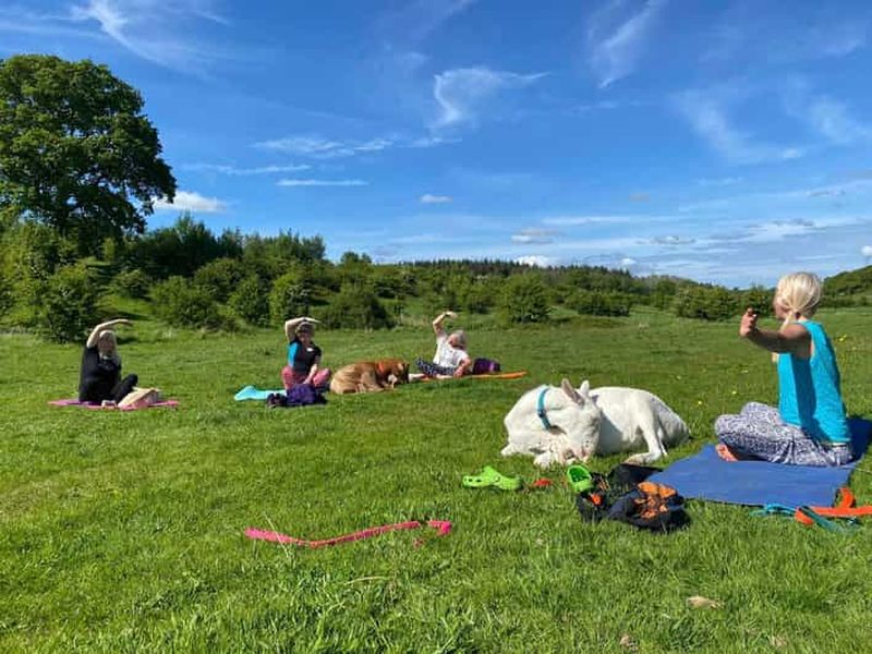 Billet Canterbury : Yoga avec des chèvres et des moutons