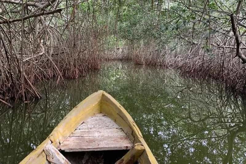 Billet Carthagène : excursion en canoë avec observation des oiseaux, transferts et collation
