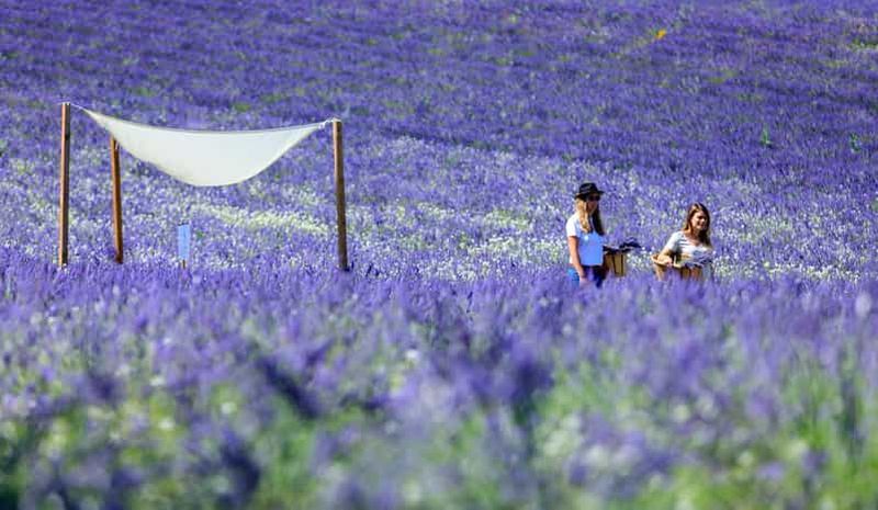 Billet Aix-en-Provence : Visite des champs de lavande