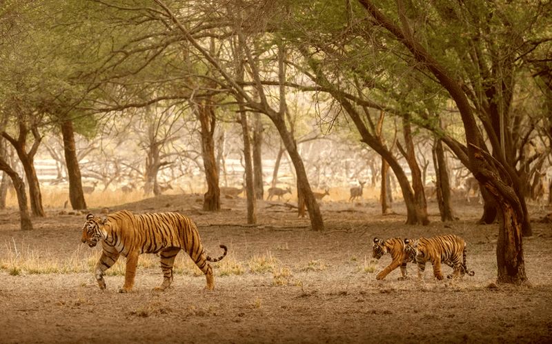 Billet Visite de 7 jours du Triangle d'Or avec safari tigre à Ranthambhore