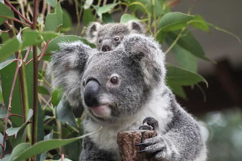 Billet Brisbane : Carte journalière pour le sanctuaire de Koala de Lone Pine
