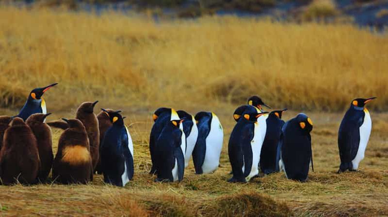 Billet Aventure au bout du monde : pingouin royal et Terre de Feu en 1 journée