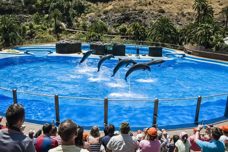 Billet Maspalomas : Billet pour le parc Palmitos avec spectacle de dauphins et d'oiseaux