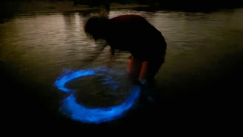 Billet Orlando : excursion en kayak pour observer la bioluminescence après la tombée de la nuit