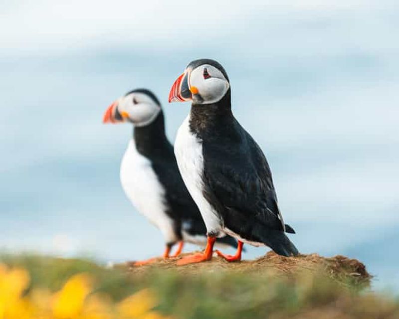 Billet Húsavík : Croisière d'observation des baleines et visite guidée des macareux