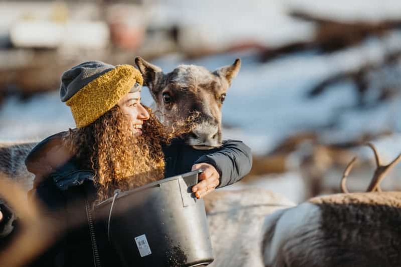 Billet Tromsø : visite des fjords arctiques, nourrissage des rennes et déjeuner