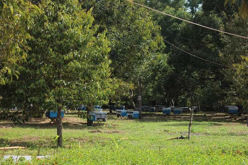 Billet Phú Quốc : ferme apicole, kayak et Grand World