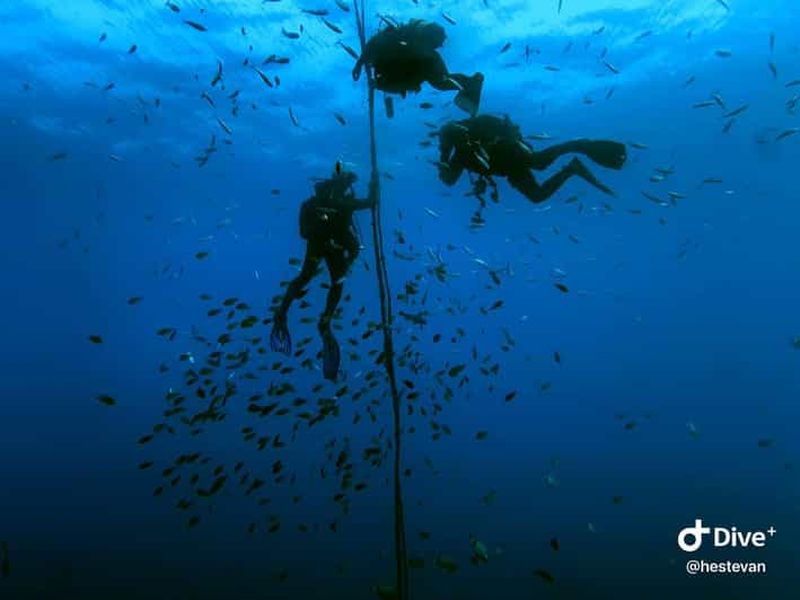 Billet Madère : plongée sous-marine pour débutants depuis Porto Santo