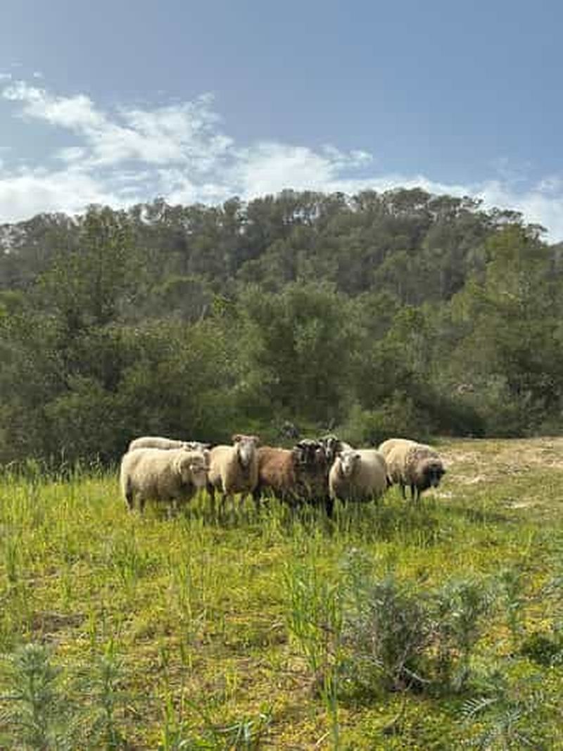Billet Randonnée avec vue imprenable sur l'ancien monastère de Sant Salvador, 3-4 heures.