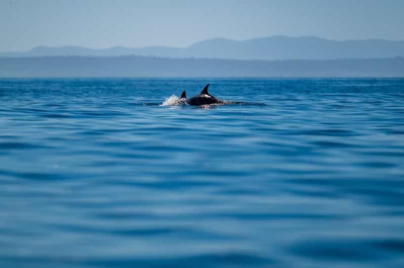 Billet Lisbonne : safari océanique avec des biologistes marins