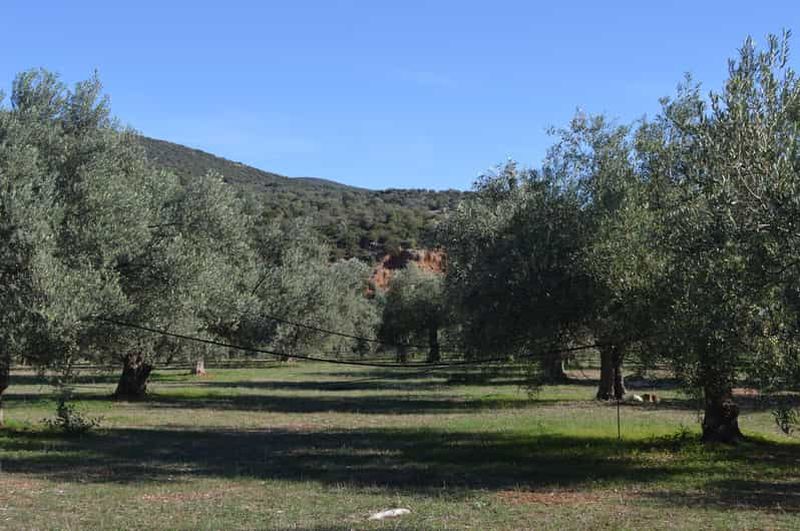 Billet Nauplie : visite et dégustation d'huile d'olive